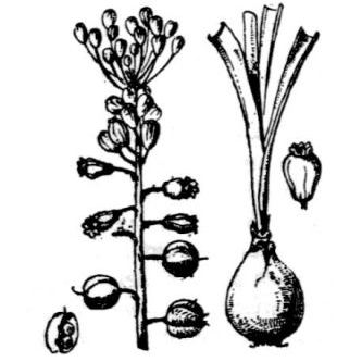 Leopoldia comosa (L.) Parl. (= Muscari comosum (L.) Mill.) Leopoldia comosa (L.) Parl. (= Muscari comosum (L.) Mill.) - Marche