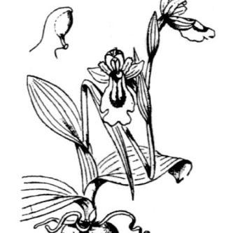 Ophrys lutea Ophrys lutea - Italia