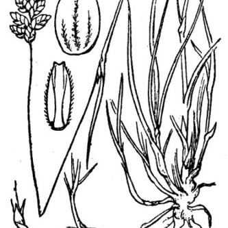 Oreochloa seslerioides Oreochloa seslerioides - Piemonte