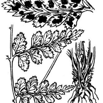 Asplenium obovatum subsp. billotii Asplenium obovatum subsp. billotii - Lazio