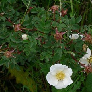 Rosa spinosissima Rosa spinosissima - Valle d'Aosta