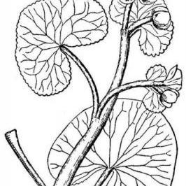 Caltha palustris Caltha palustris - Calabria