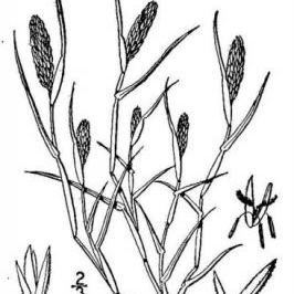 Sporobolus schoenoides (L.) P.M.Peterson (= Crypsis schoenoides (L.) Lam.) Sporobolus schoenoides (L.) P.M.Peterson (= Crypsis schoenoides (L.) Lam.) - Puglia