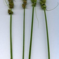 Carex cuprina (Heuff.) A. Kern. (= Carex otrubae Podp.) Carex cuprina (Heuff.) A. Kern. (= Carex otrubae Podp.) - Umbria