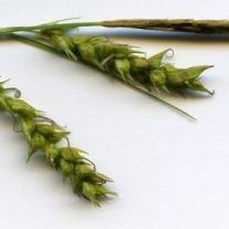 Carex sylvatica Carex sylvatica - Umbria