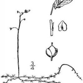Utricularia minor Utricularia minor - Italia