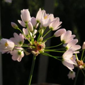 Allium vineale Allium vineale - Abruzzo
