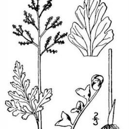 Botrychium matricariifolium Botrychium matricariifolium - Campania