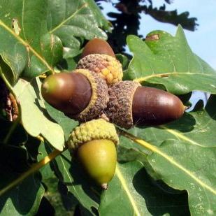 Quercus petraea Quercus petraea - Campania