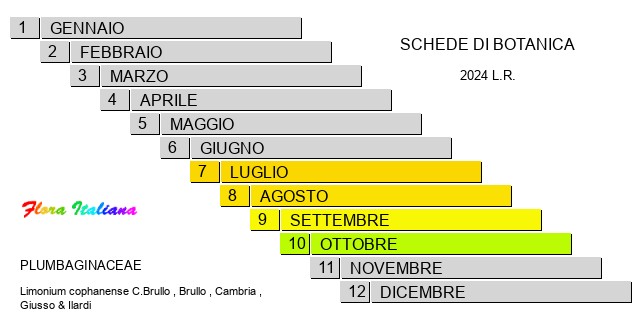 Fioritura - Bloom period - Limonium cophanense C.Brullo , Brullo , Cambria , Giusso & Ilardi