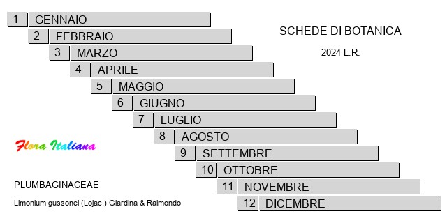 Fioritura - Bloom period - Limonium gussonei (Lojac.) Giardina & Raimondo