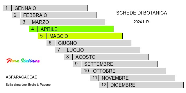 Fioritura - Bloom period - Scilla dimartinoi Brullo & Pavone