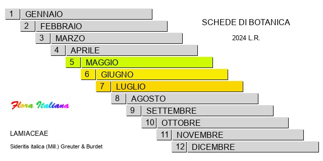 Fioritura - Bloom period - Sideritis italica (Mill.) Greuter & Burdet