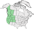 Distributional map for Arnica parryi A. Gray