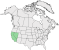 Distributional map for Elymus sierrus Gould