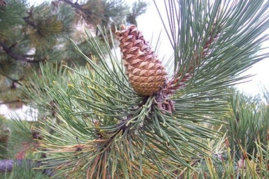 Pinus nigra J. F. Arnold