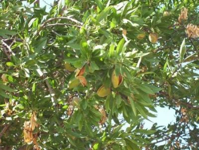 Prunus dulcis (Mill.) D. A. Webb 