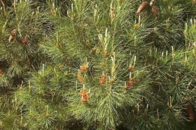 Pinus halepensis Mill. 