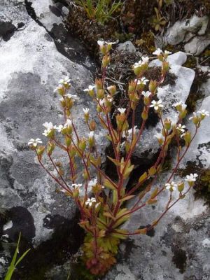Saxifraga adscendens subsp. parnassica (Boiss. & Heldr.) Hayek 