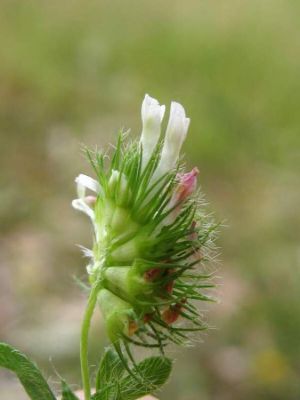 Trifolium lappaceum L. 