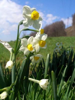 Narcissus tazetta - 
