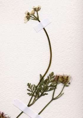 Orlaya daucoides (L.) Greuter 