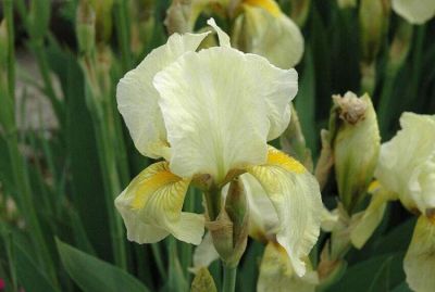 Iris germanica L. 