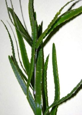 Asparagus falcatus - 