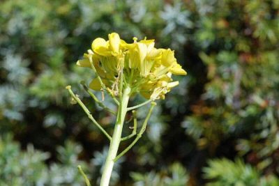 Brassica gravinae Ten. 