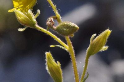 Helianthemum oelandicum (L.) DC. subsp. alpestre (Jacq.) Breistr. 