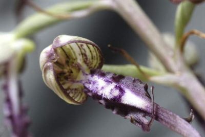 Himantoglossum adriaticum H. Baumann 
