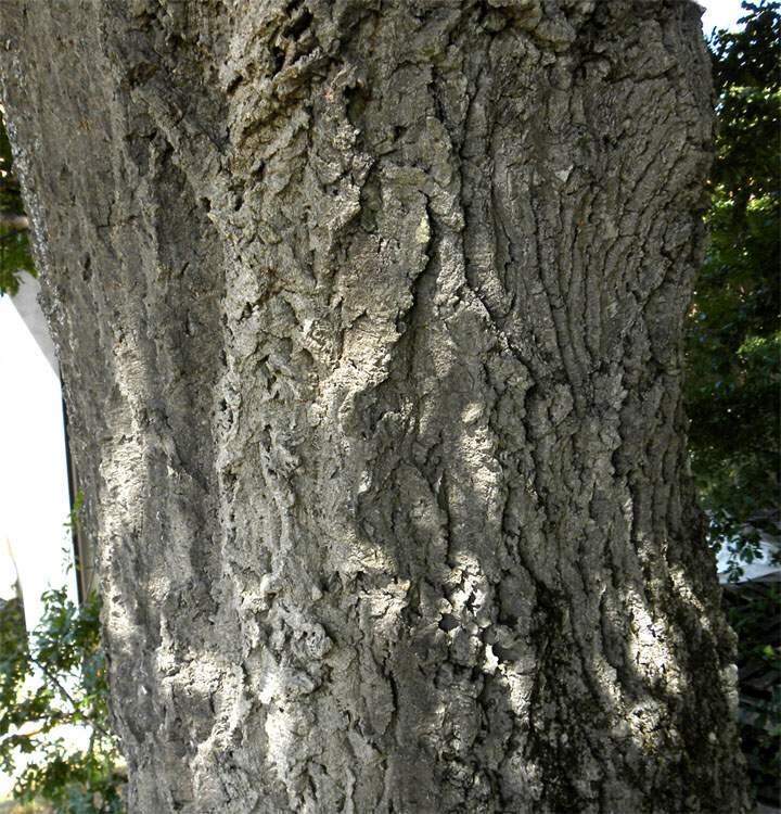Quercus crenata Lam.