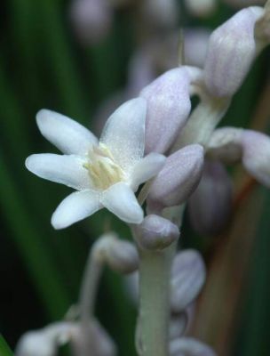 Ophiopogon japonicus - a
