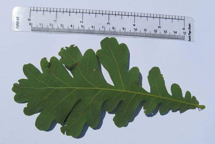 Quercus frainetto Ten.