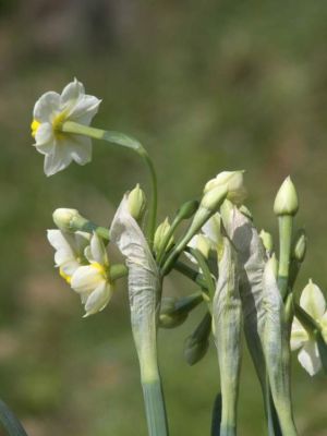Narcissus tazetta L. 