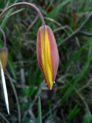 Tulipa sylvestris subsp. australis (Link) Pamp. 