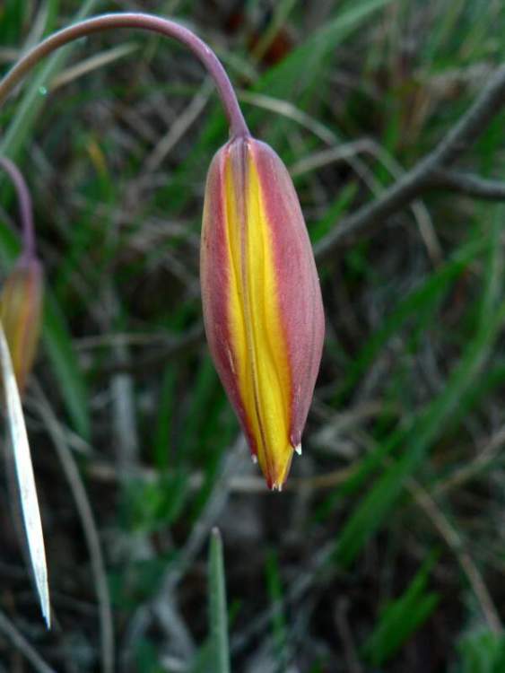 Tulipa australis Link
