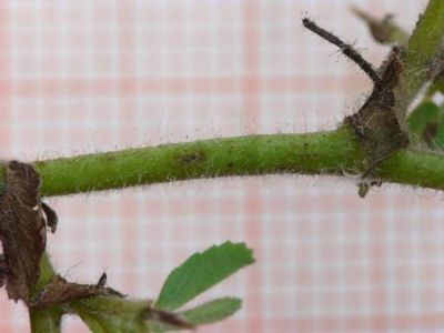 Ononis spinosa subsp. antiquorum (L.) Arcang. 