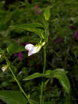 Viola jordanii Hanry 