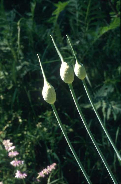 Allium sativum L.