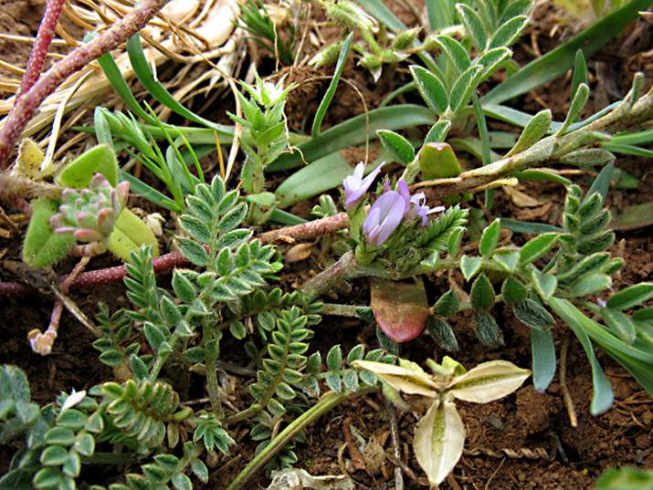 purple milk-vetch - 44634 - English common name - Astragalus sesameus