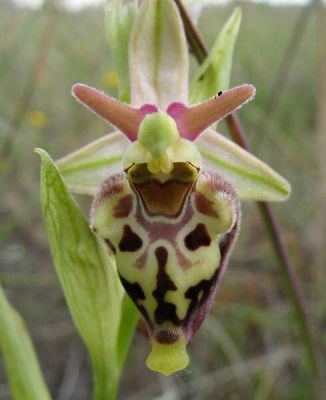 Ophrys fuciflora subsp. fuciflora - a
