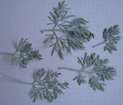 Artemisia arborescens (Vaill.) L. 