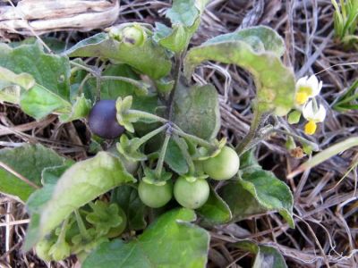 Solanum nigrum L. 