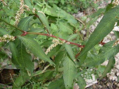 Persicaria lapathifolia (L.) Gray 