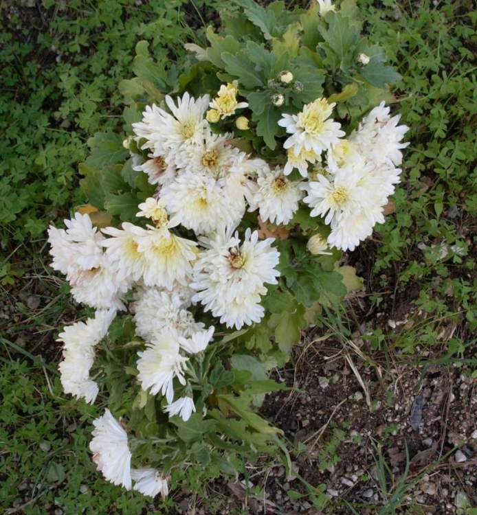 Chrysanthemum indicum L.