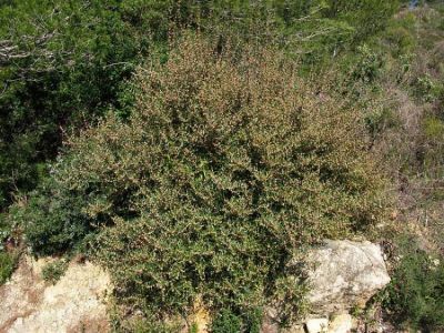 Phillyrea angustifolia L. 