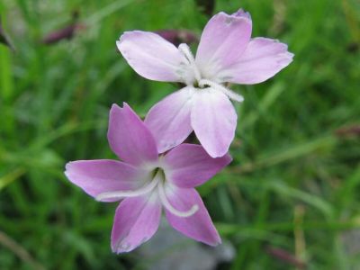 Dianthus furcatus Balb. 