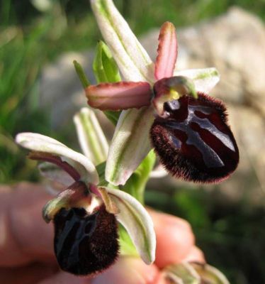 Ophrys sphegodes subsp. sipontensis - a