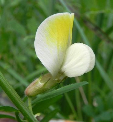 Vicia hybrida L. 